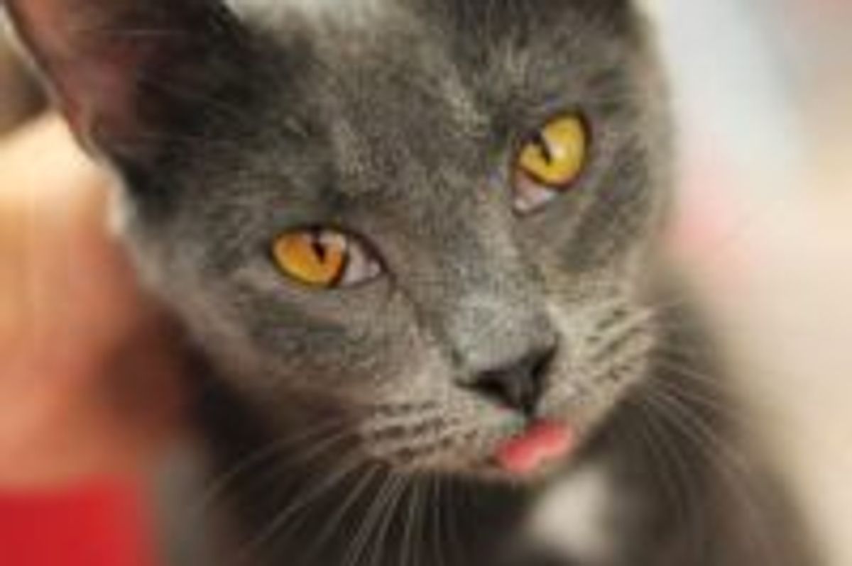 Pregnant Cat Cami Travels from Kentucky to Minnesota for a Second Chance