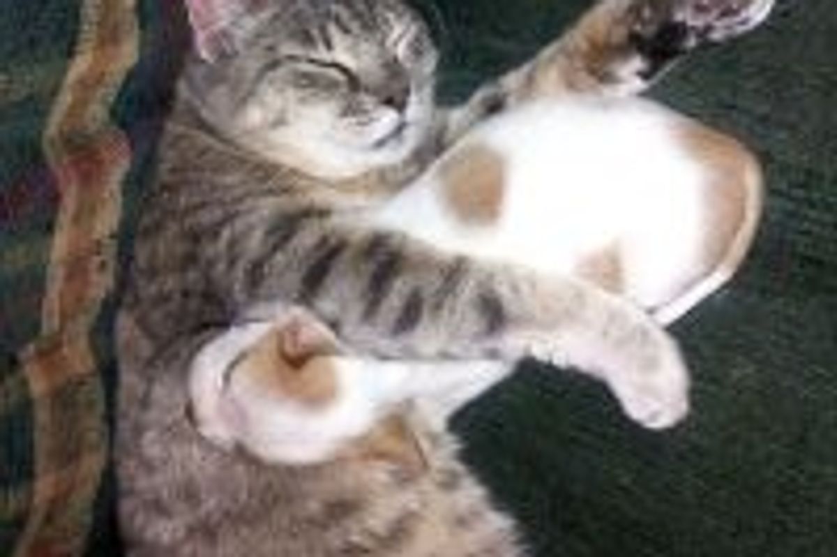 Guard Cat Finds Puppy to Protect