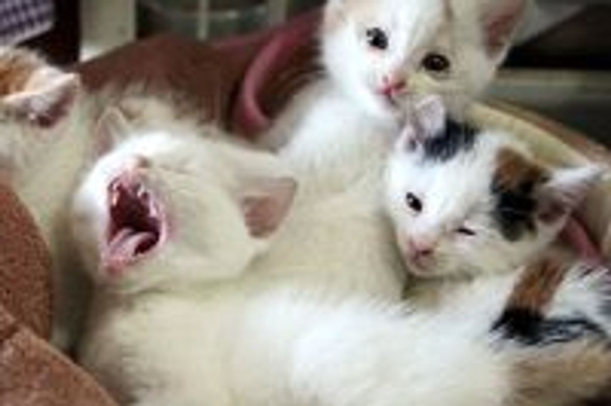 Four Lucky Furballs: Purrfect Harmony