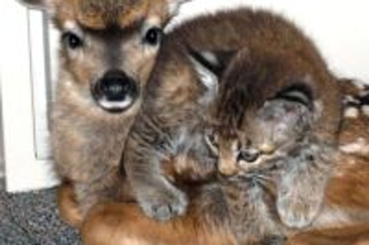 Bobcat Kitten and 3 Day Old Fawn Take Shelter Together After Wild Fire