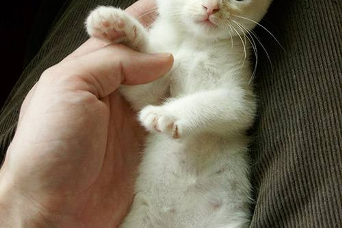 Kitten Found in Pouring Rain Gets to Stay with Her Rescuer Forever