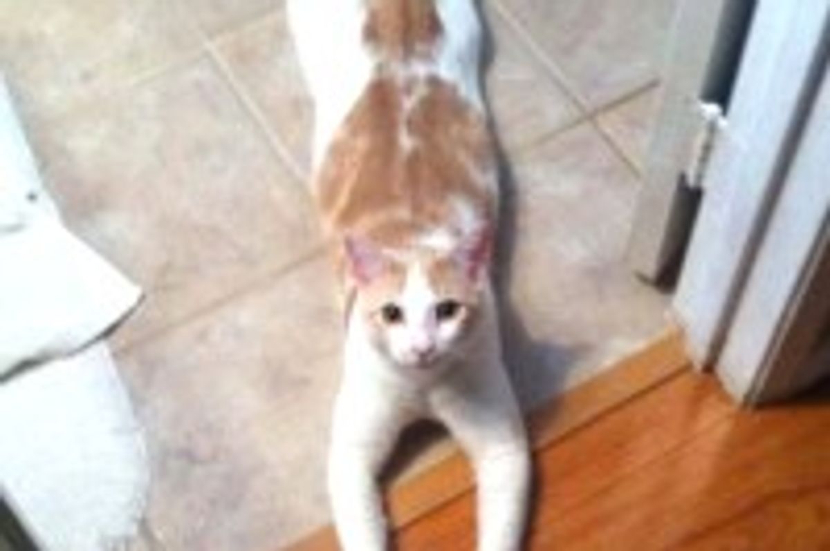 Kitty with Opposable Thumbs Blocks Entrance to the Bathroom