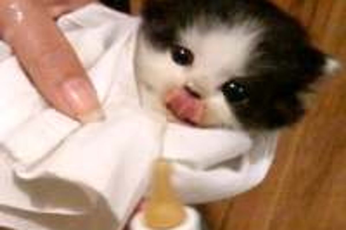 Kitty Adopted by EMT Who Saved Him