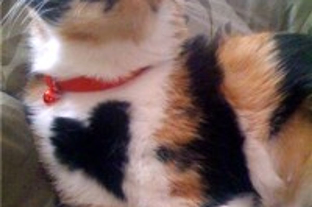 Bernice the Kitty Gives Air Massage Followed by a Hug