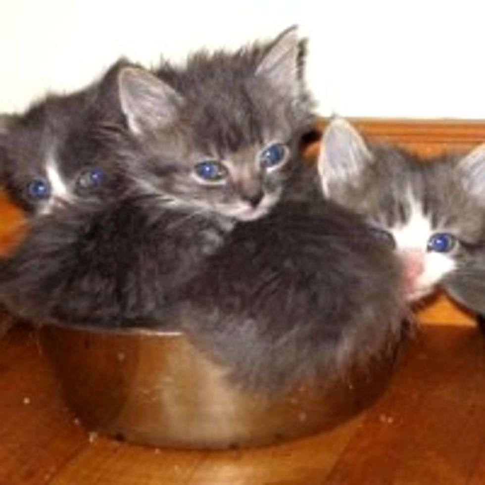 Another Kitty Mystery