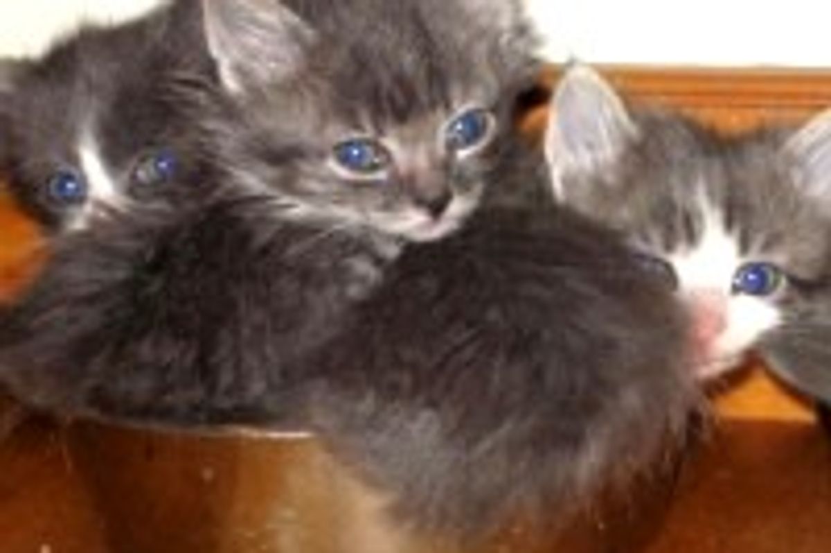 Another Kitty Mystery