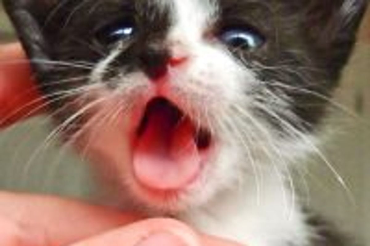 Ferdinand the Tuxedo Happy to be Safe!