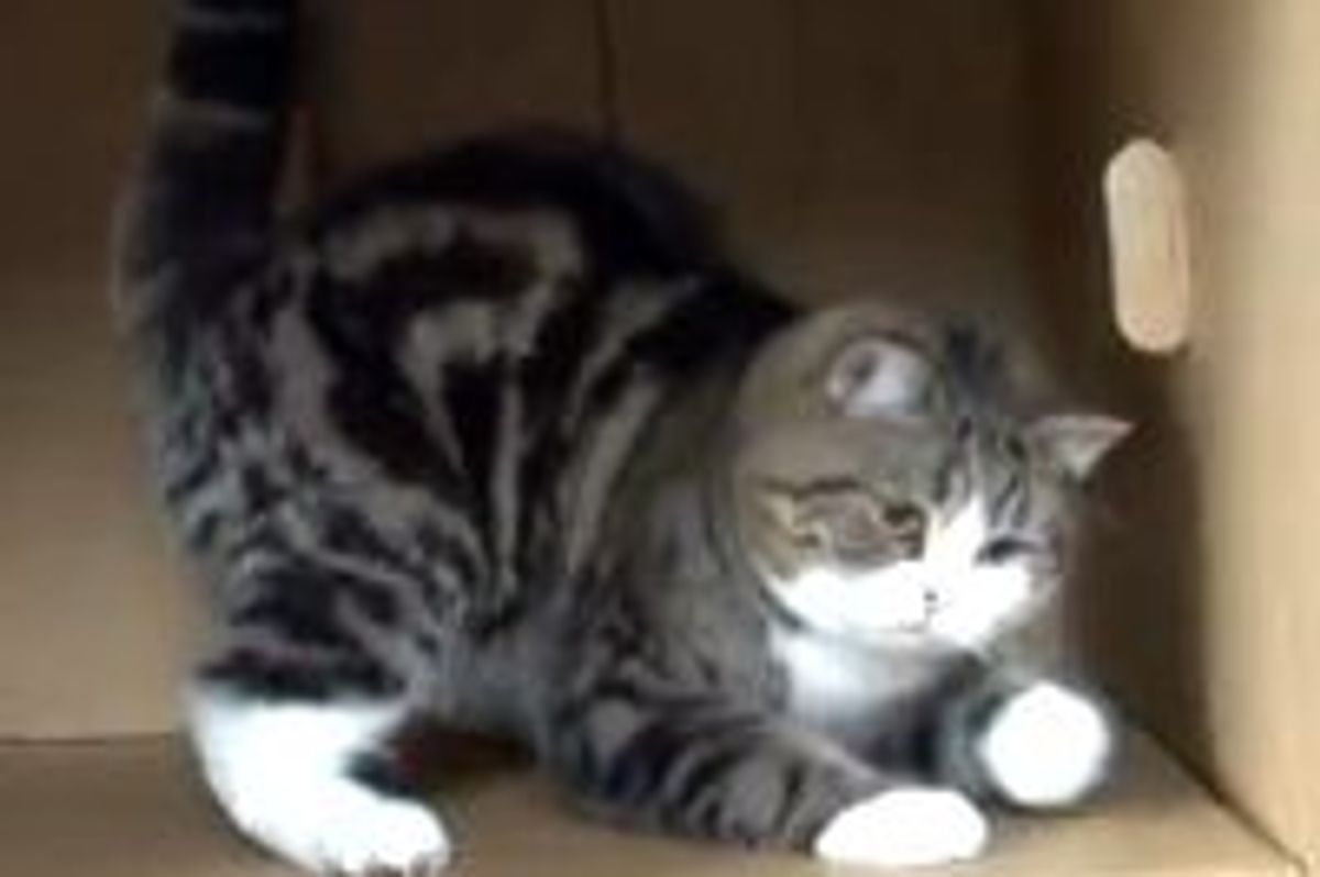 Maru Fends Big Box from Evil Mop