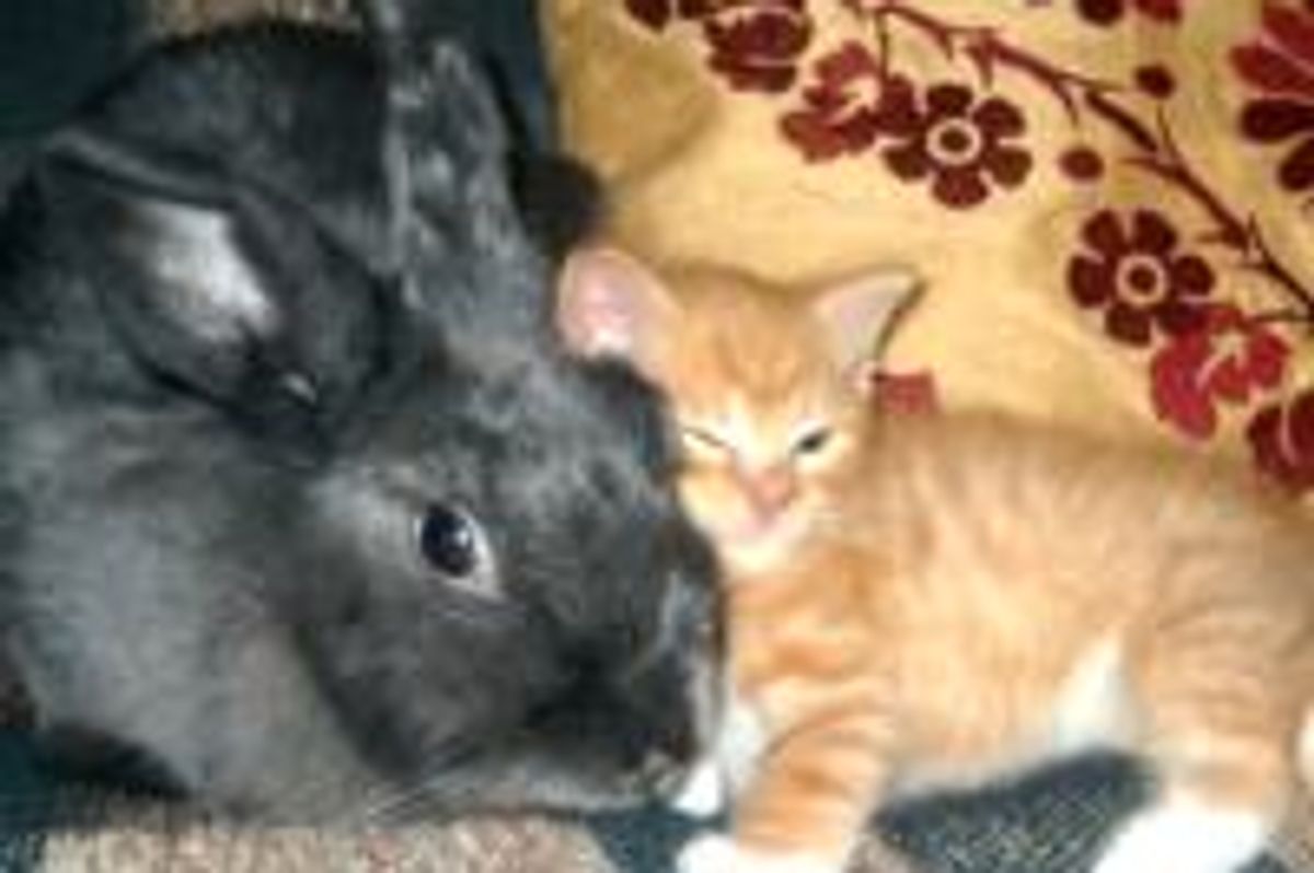 Kitty Finds New Mama Who Has Long Ears and Hops