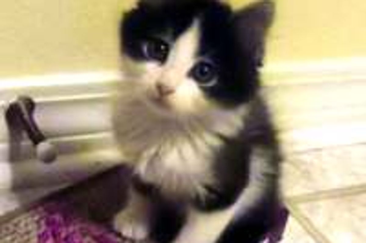 Kitty Born without Back Legs Never Lets it Stop Him