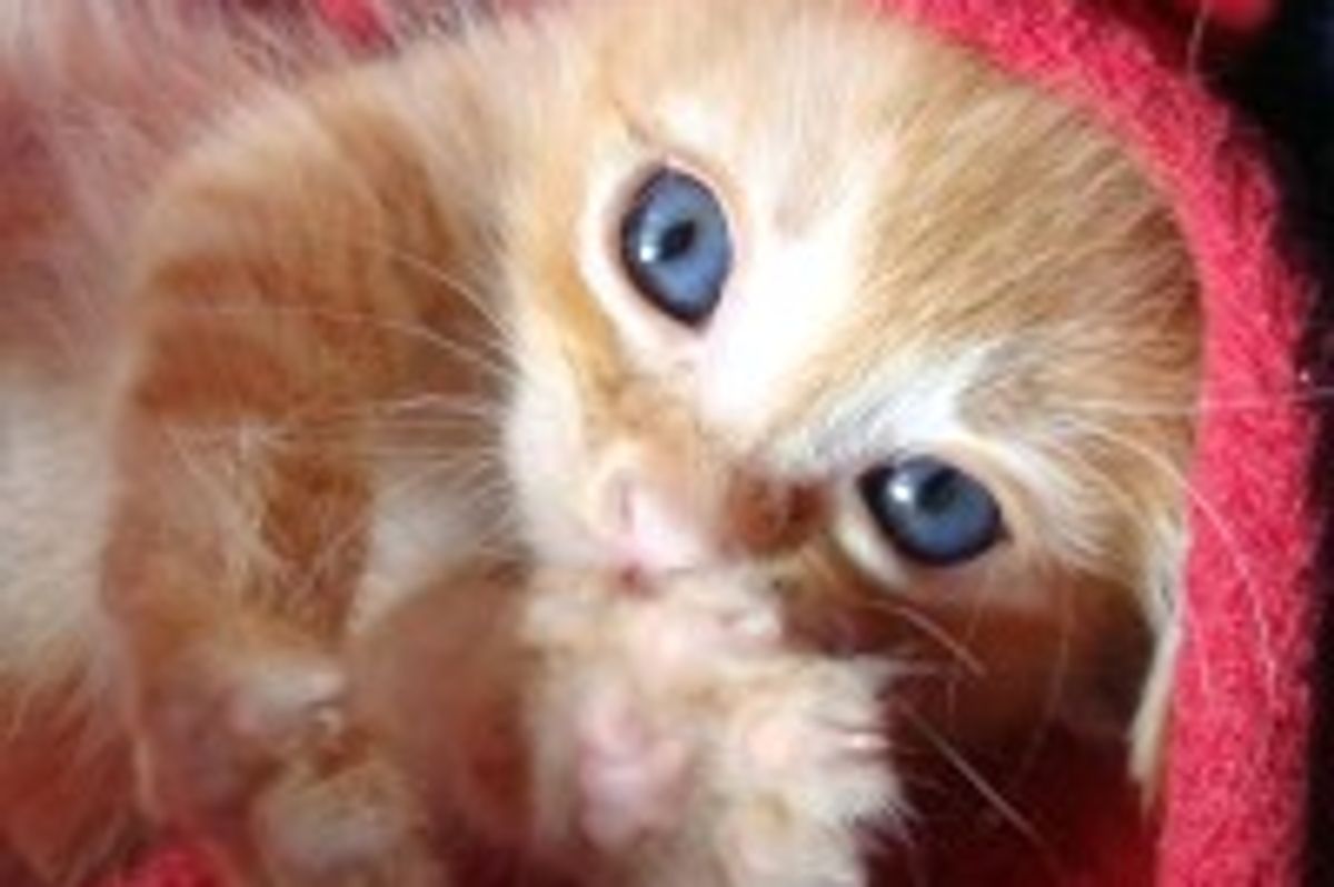 Tiny Ginger Kitten Beats the Odds