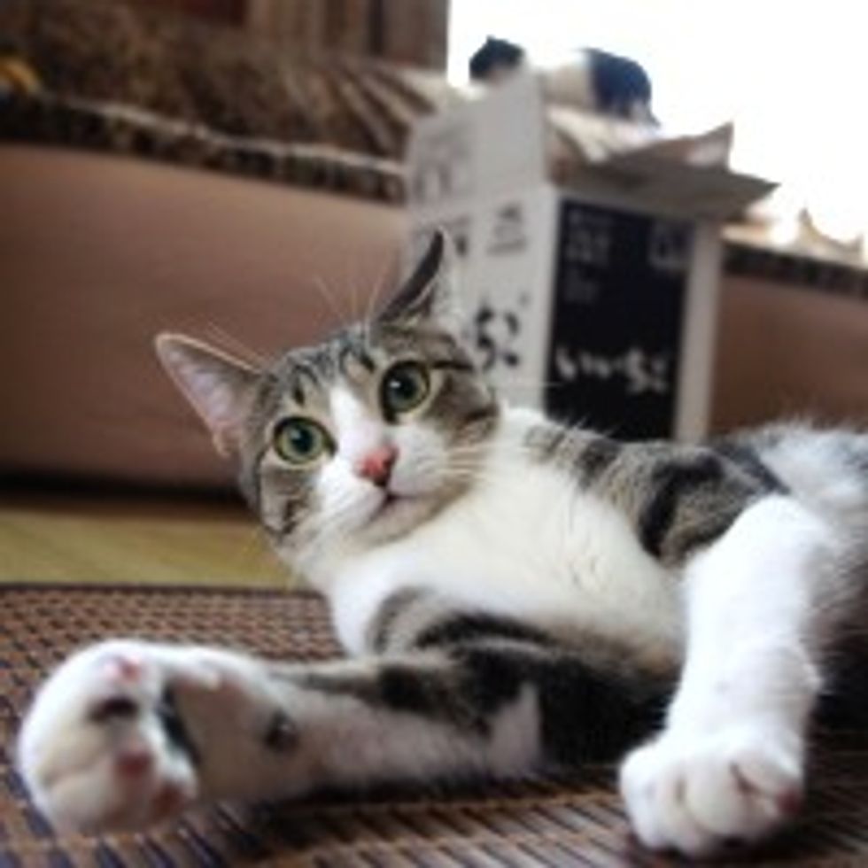 Kitty Dives to Fetch Bottle Cap