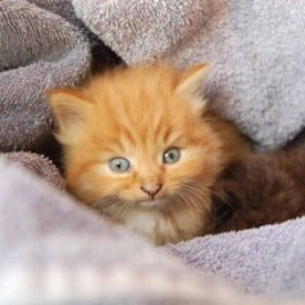 Kitties Find Big Dog to Be New Mom