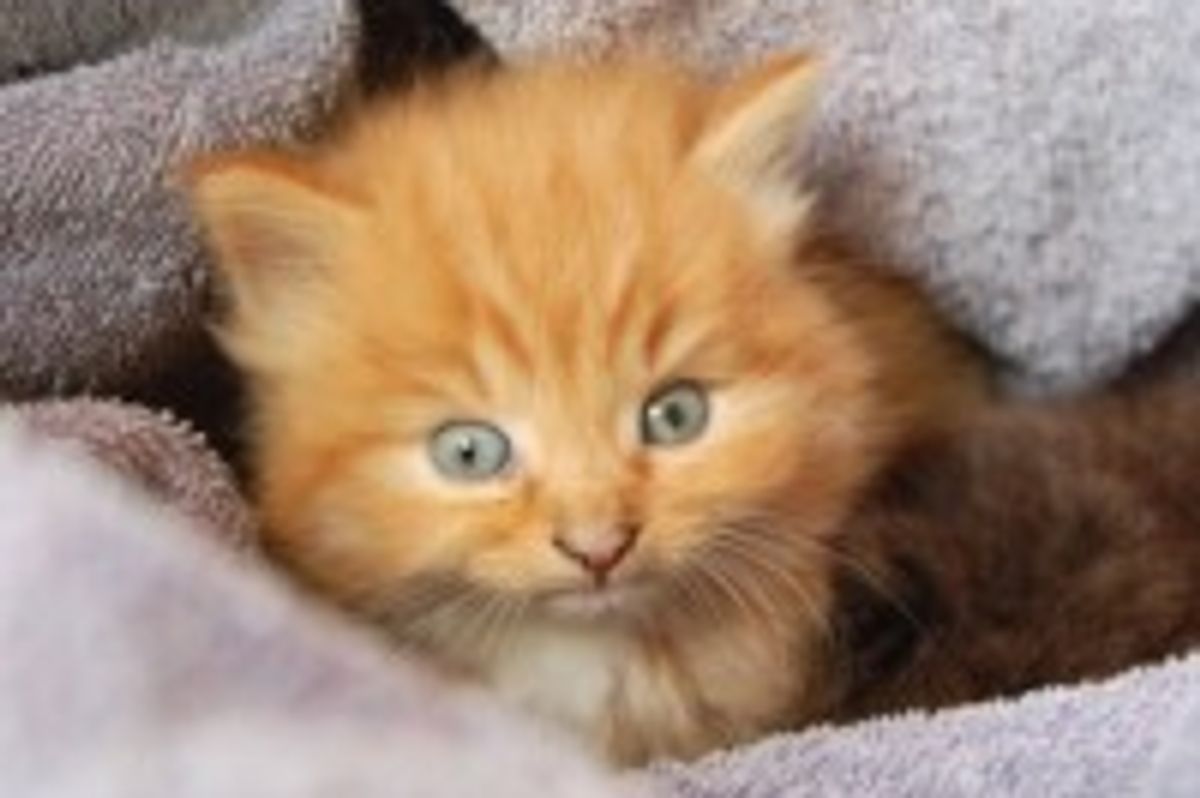 Kitties Find Big Dog to Be New Mom