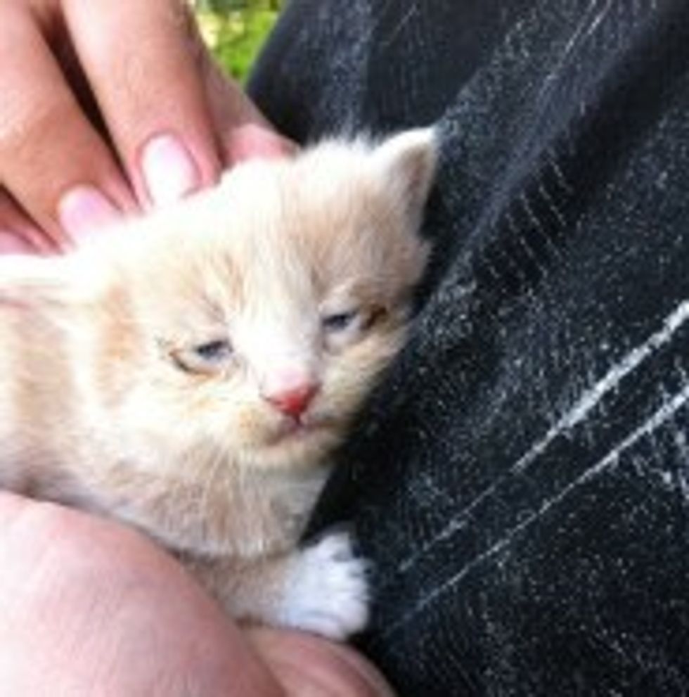 Lucky the Kitty, His Road to Recovery