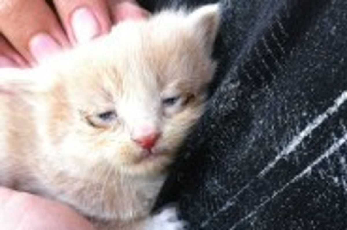 Lucky the Kitty, His Road to Recovery