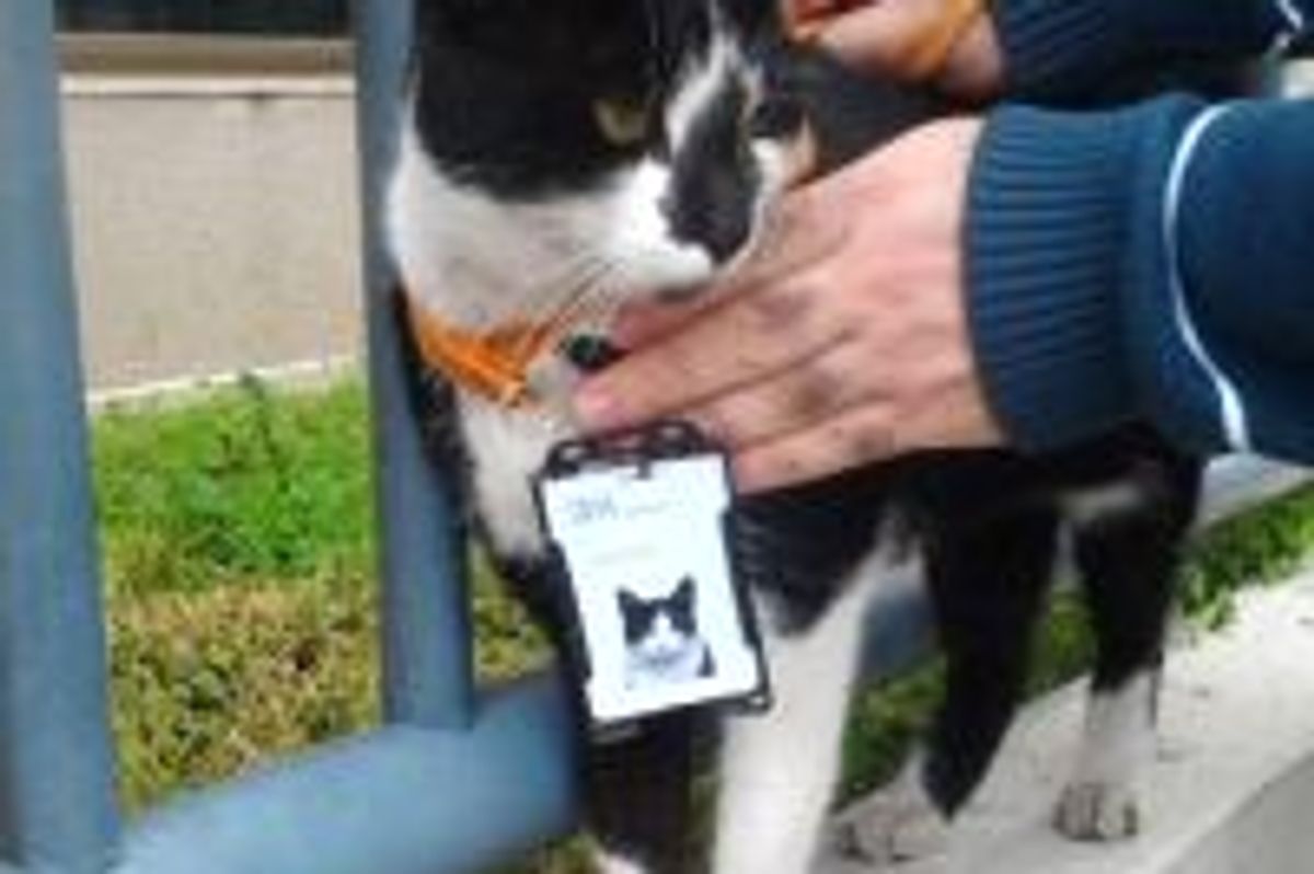 Stray Cat Receives Employee Badge from IBM