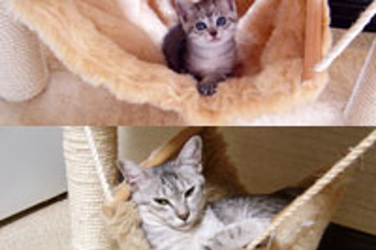 Hammock Kitty, Then & Now
