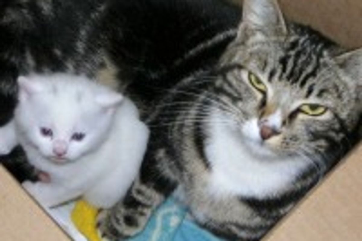 Stray Tabby Cat Mama and Her One White Kitten