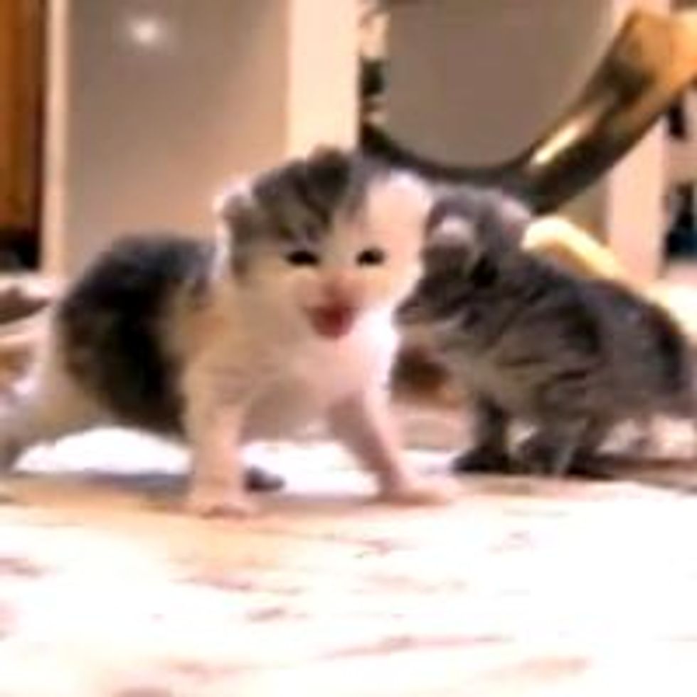 Kittens Getting Used to Heights