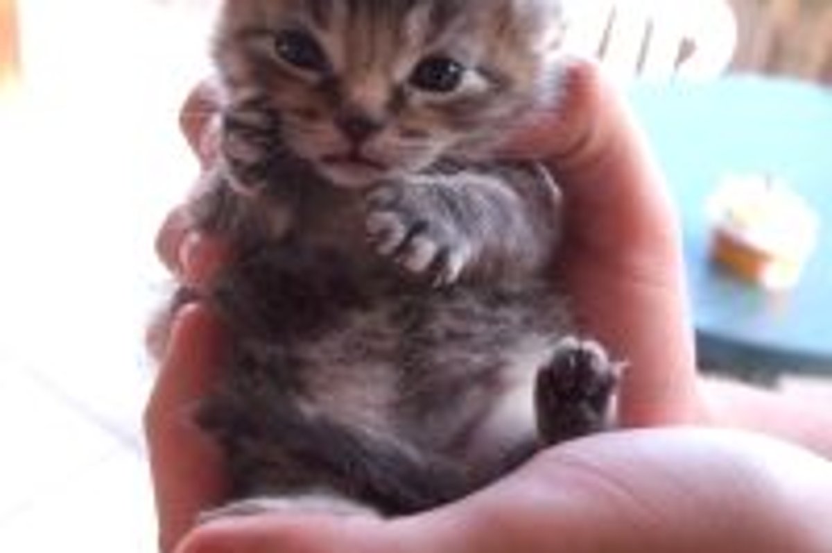 Teeny Kitty Susie Q Says Hi