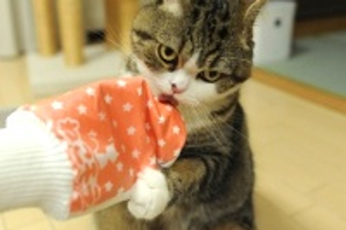 Many Little Things Maru Does