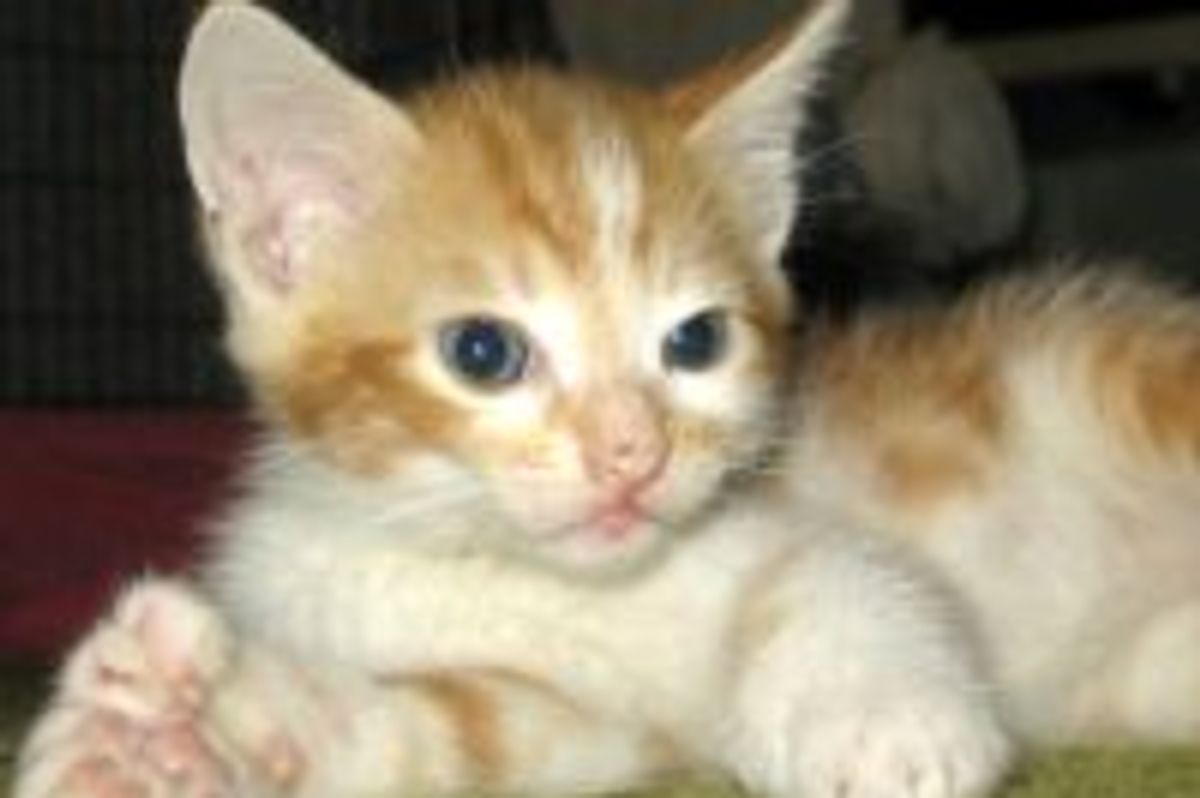 Spike the Cat Who Has Thumbs and Extra Toes