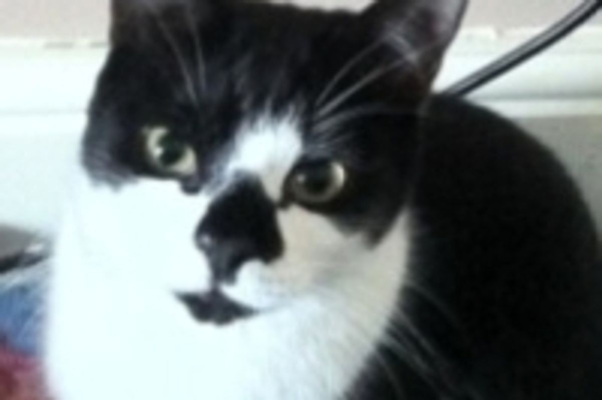 Denis the Klepto Kitty from England