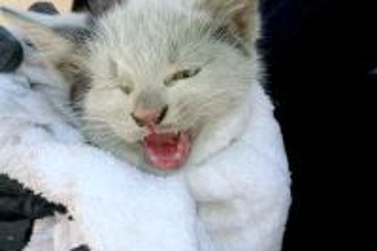 Team of Eight People Free Little Stray Kitten from Car Engine