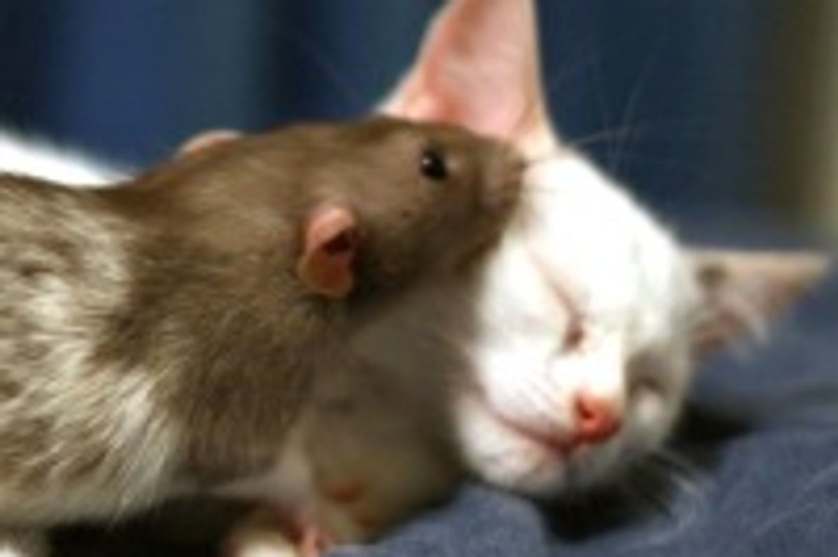Adopted Kitten and Pet Rat Become Instant Best Friends