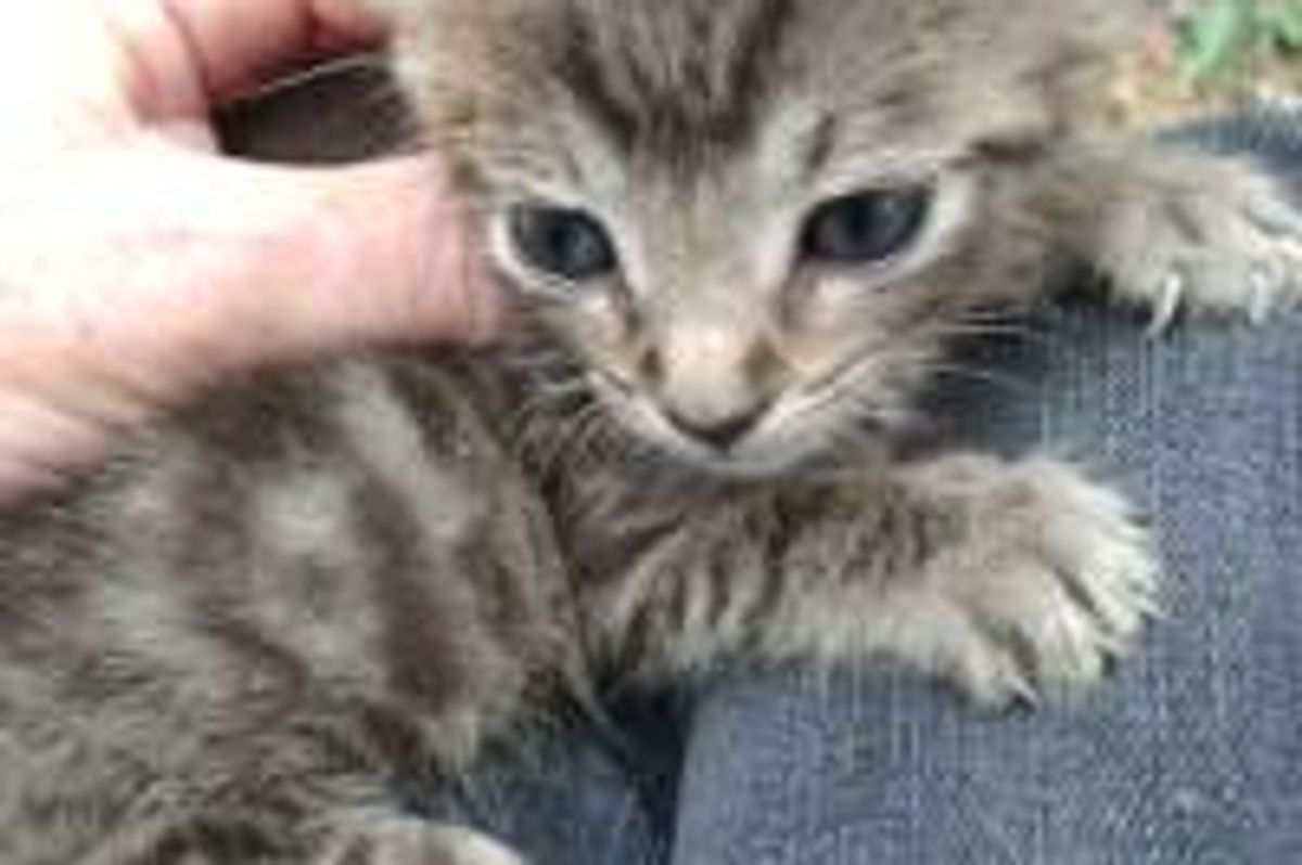 Kitty Found Missing Parts of His Legs Finds a Home