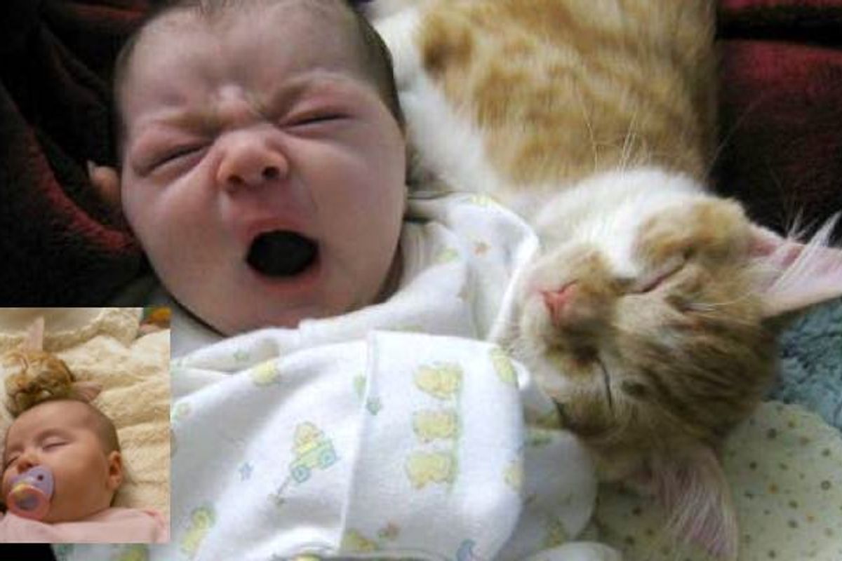 Ginger Cat and His Baby Sister Growing Up Together