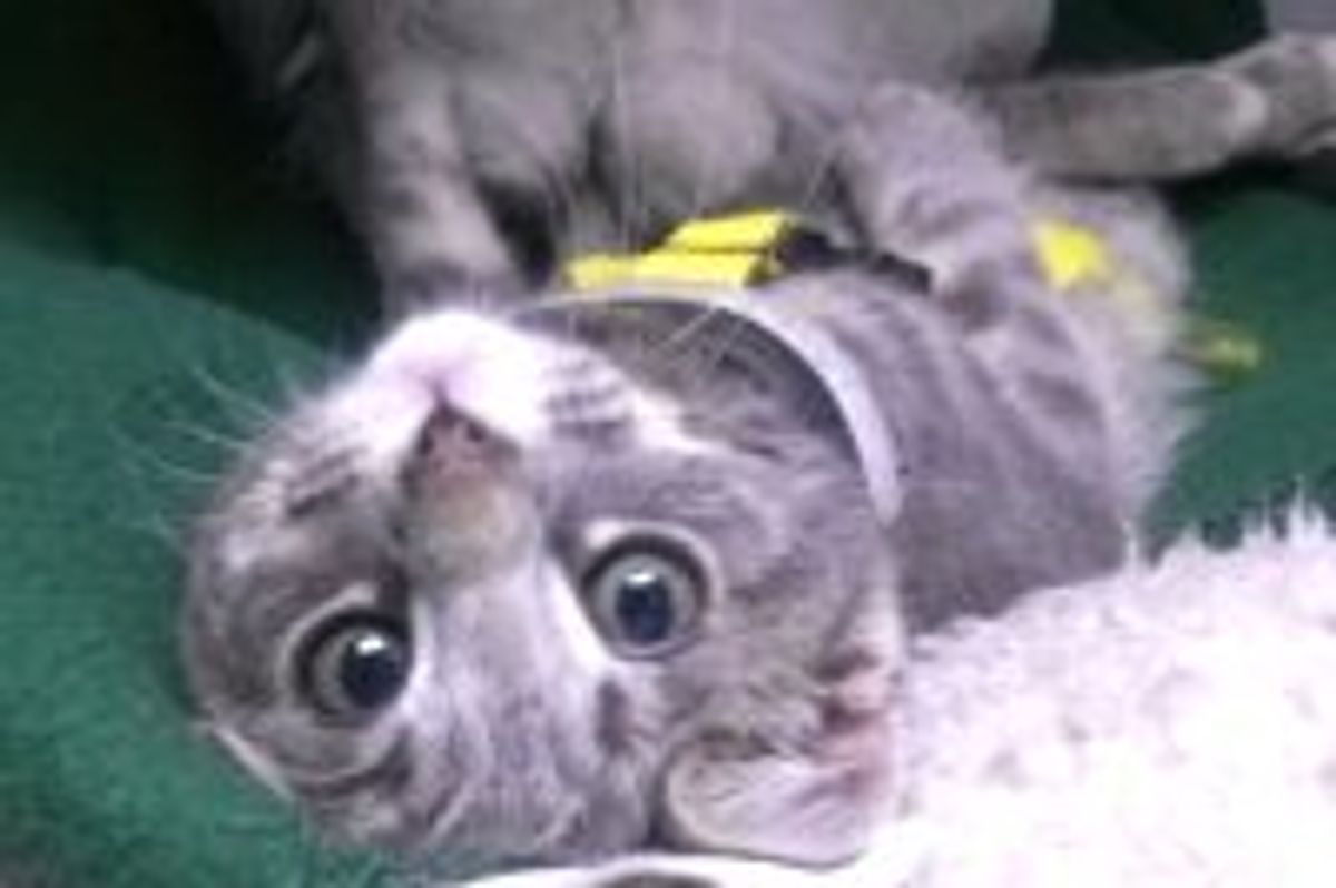 Vet Saves Kitty with Broken Neck and Gives Him a Loving Home