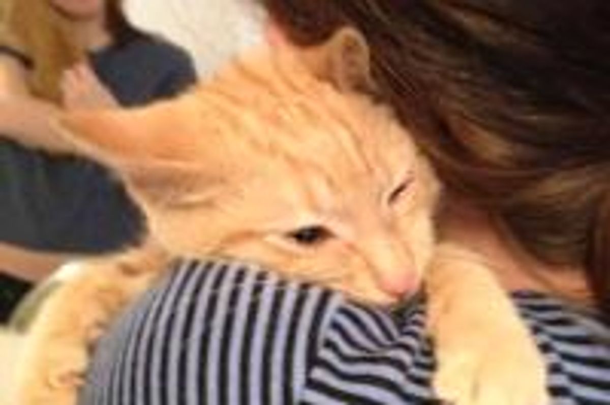 The Face Kitty Makes After They Save Him from an Alley