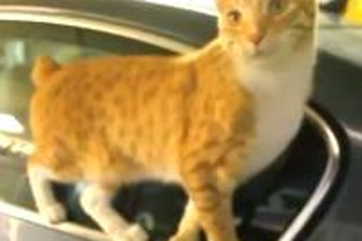 City the Kitty Practices His High Wire Act