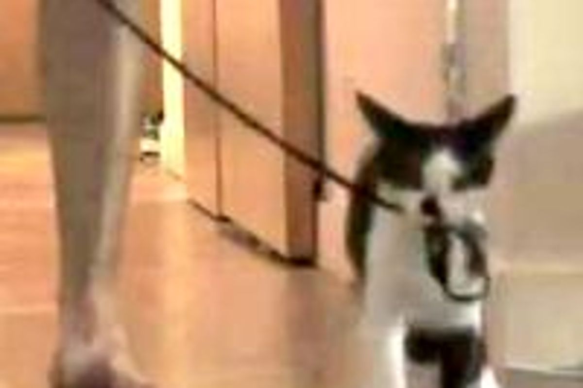 How to Walk Your Human!