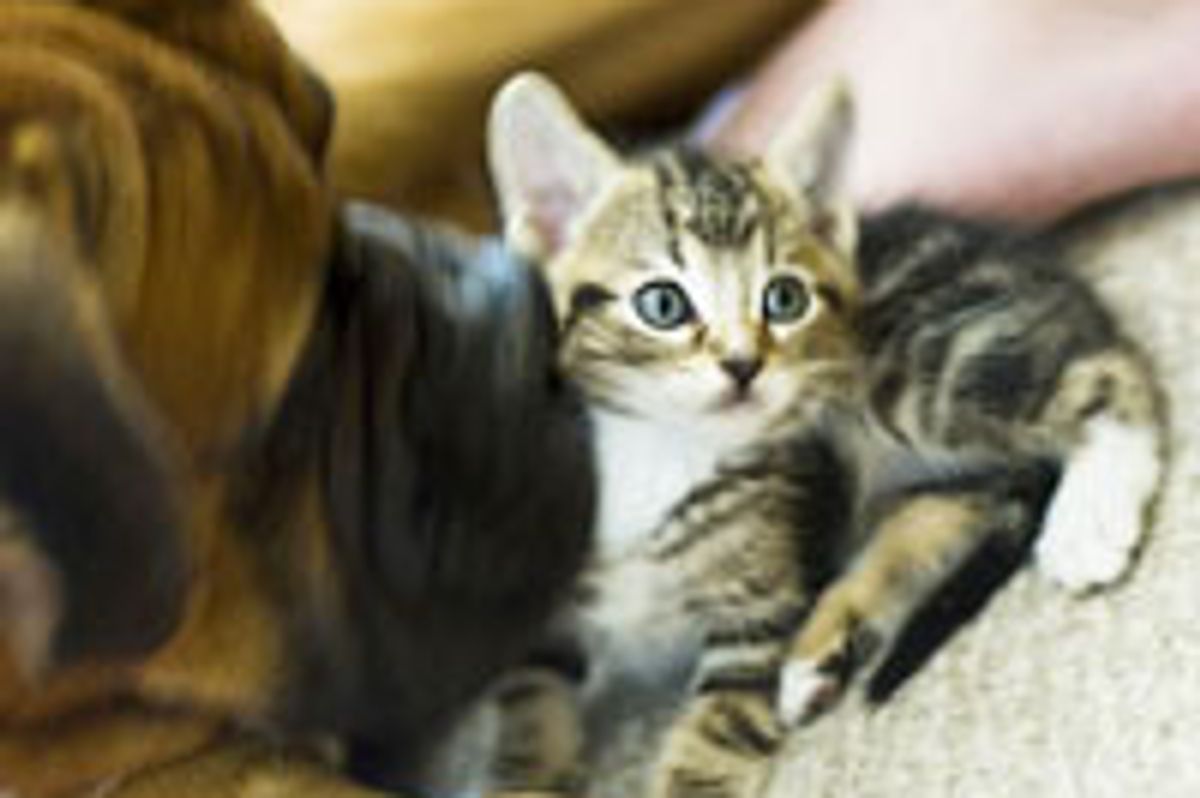 Orphan Kitty Finds Boxer to Be His New 'Mom'