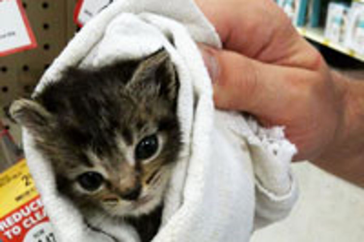 Little Rescue Burrito Kitty Taken in by PetSmart Staff