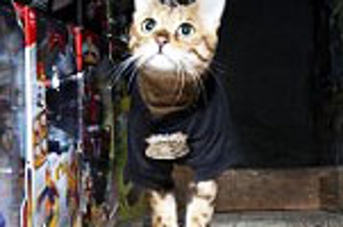 Bengal Cat Found Wandering at Toy Factory Becomes Security Guard