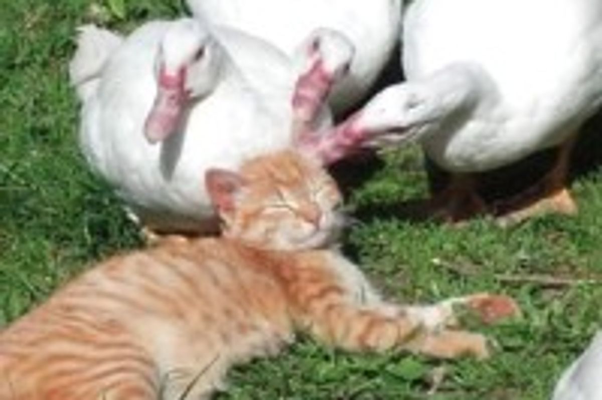 Kitty Getting Petted and Loved by Ducks
