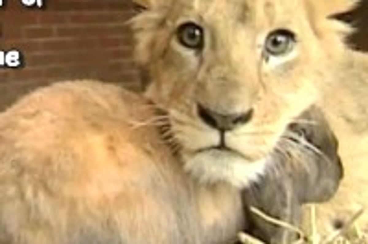 Simba the Lion Cub Befriends Dog and Rabbit