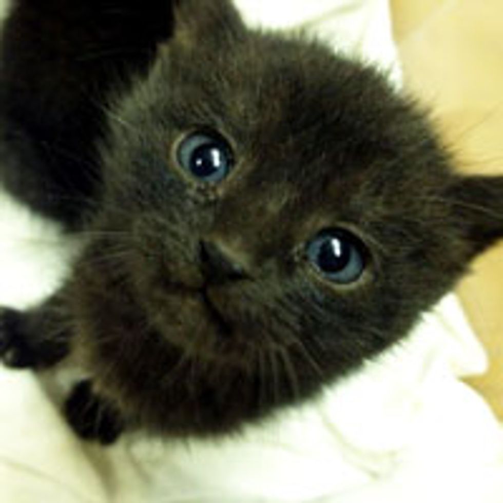 Three Rescue Black Kitties from Bush to Home