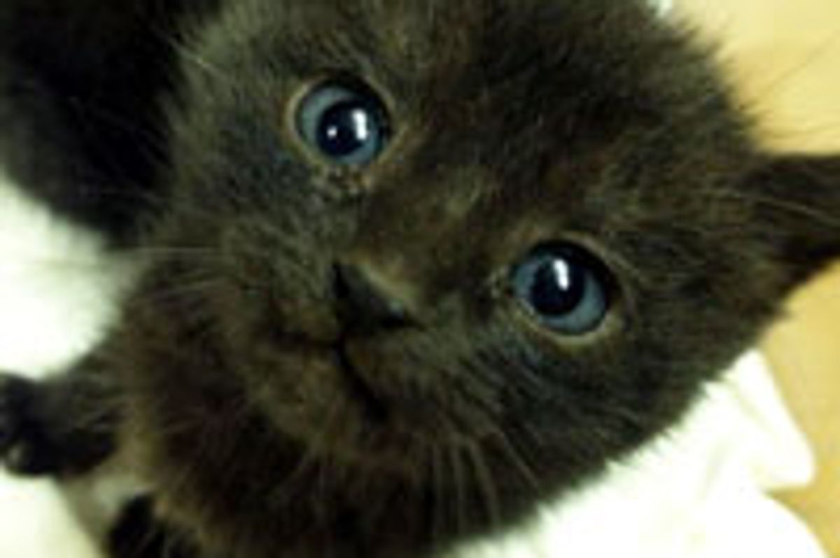 Three Rescue Black Kitties from Bush to Home