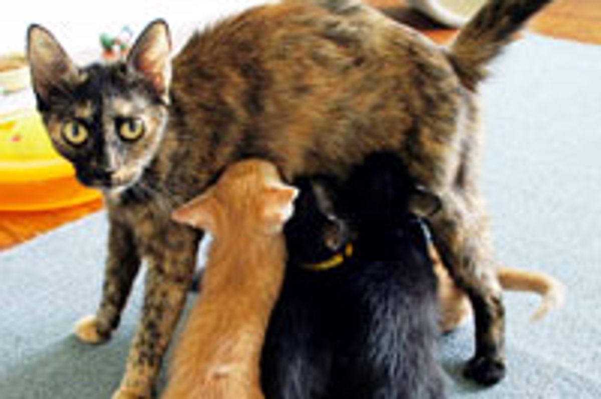 Abandoned Momcat Keeps Her Kittens Safe Until Rescue