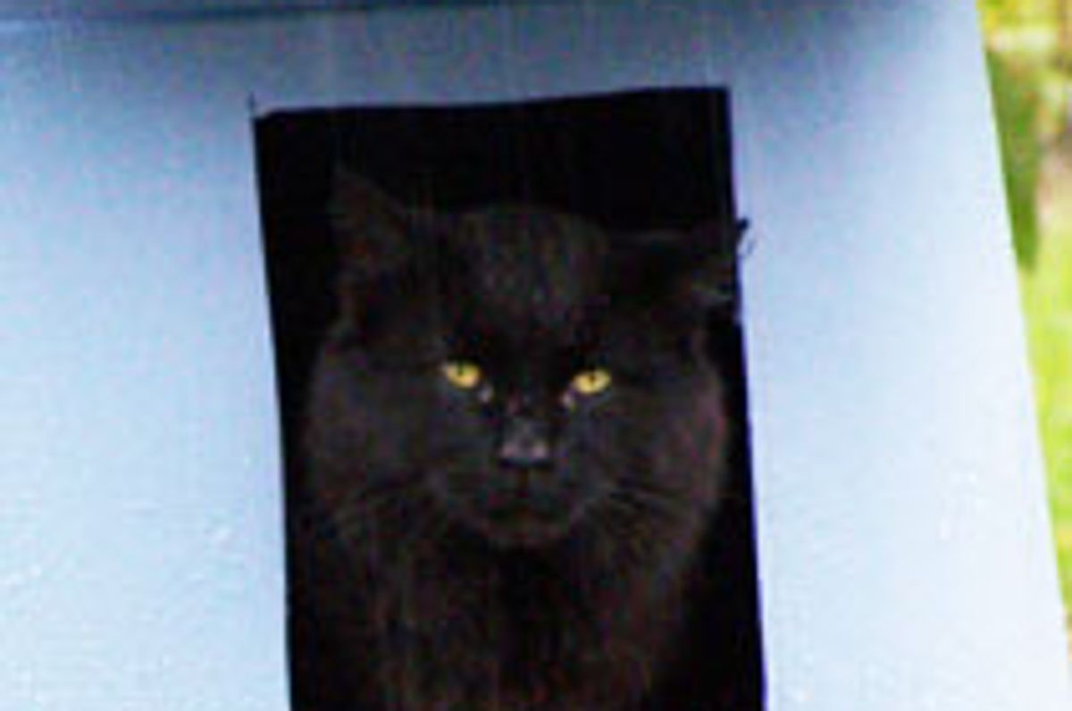 Stray Cat Decides to Live in Backyard, Man Builds Him a Shelter