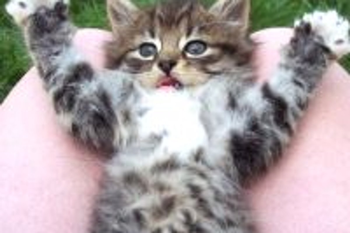 Pet Me Now!