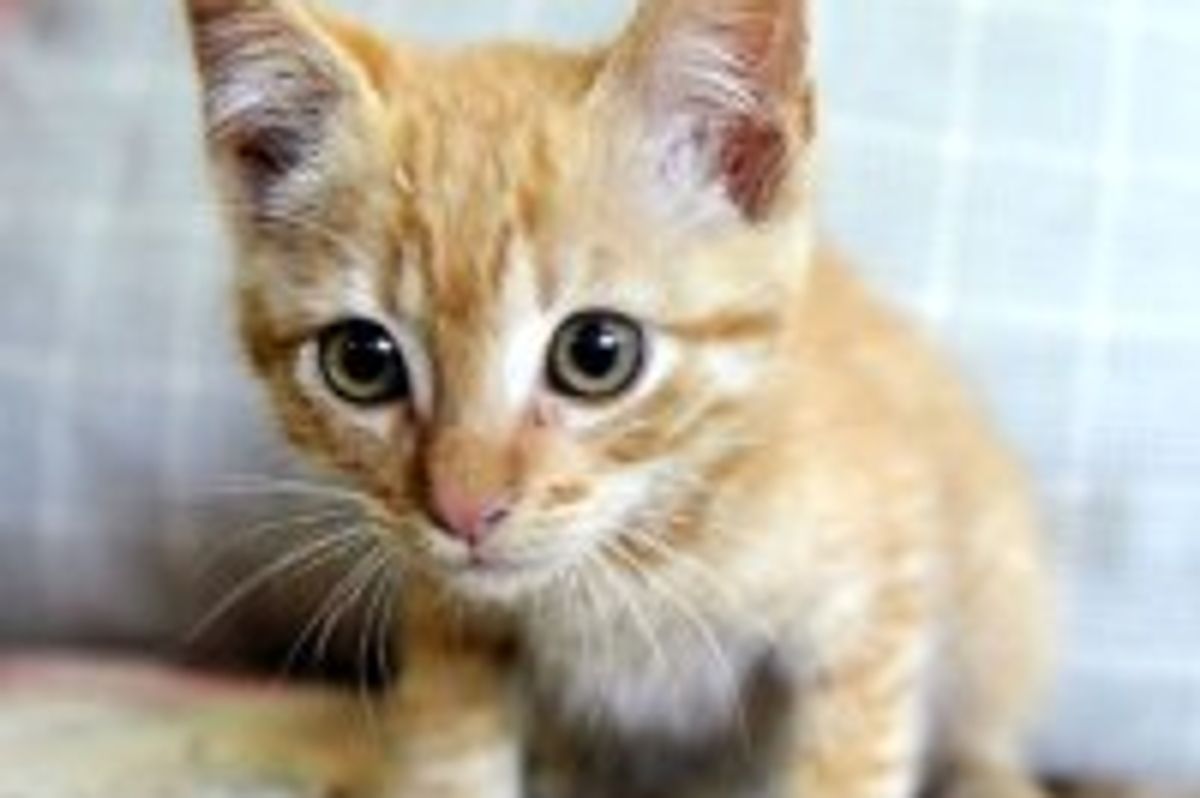 Eight Firefighters Rescue Ginger Kitten from 20-inch Storm Pipe