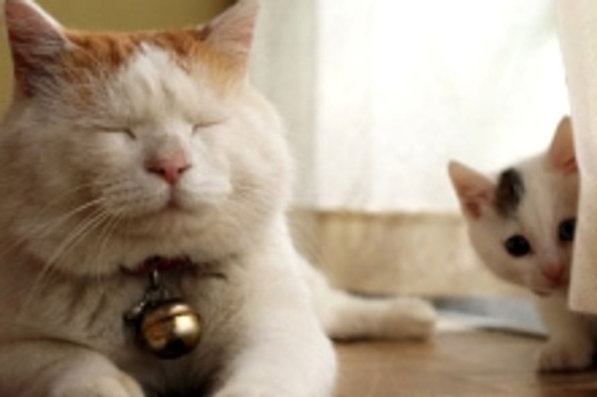 Shiro the Cat and His New Sister Mimi