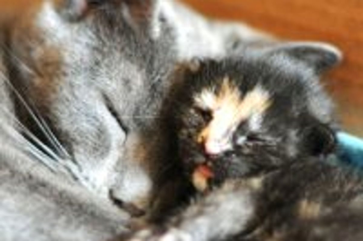 The Only Tortie Kitty in Her Rescue Furry Family