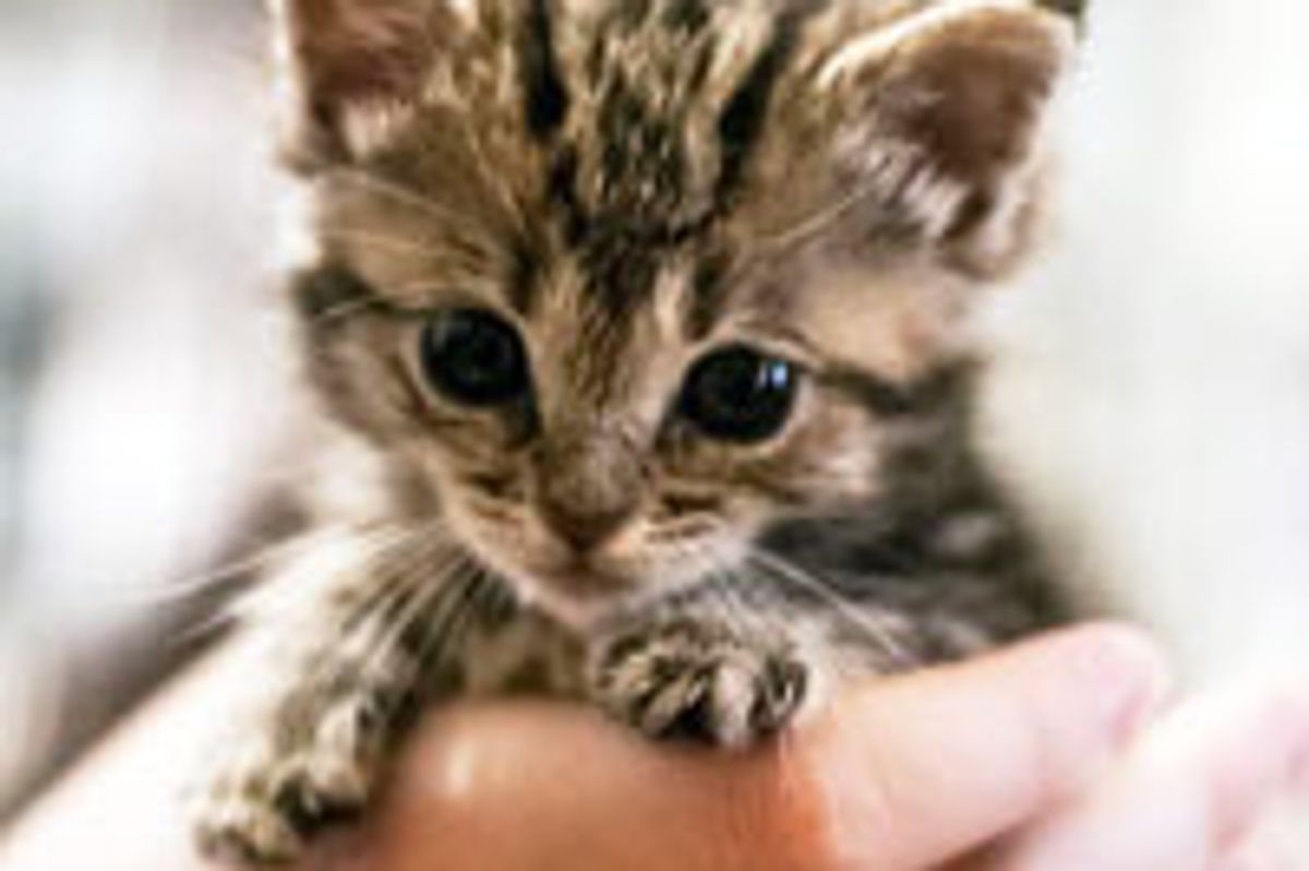 An Unexpected New Kitten and Her 2nd Chance